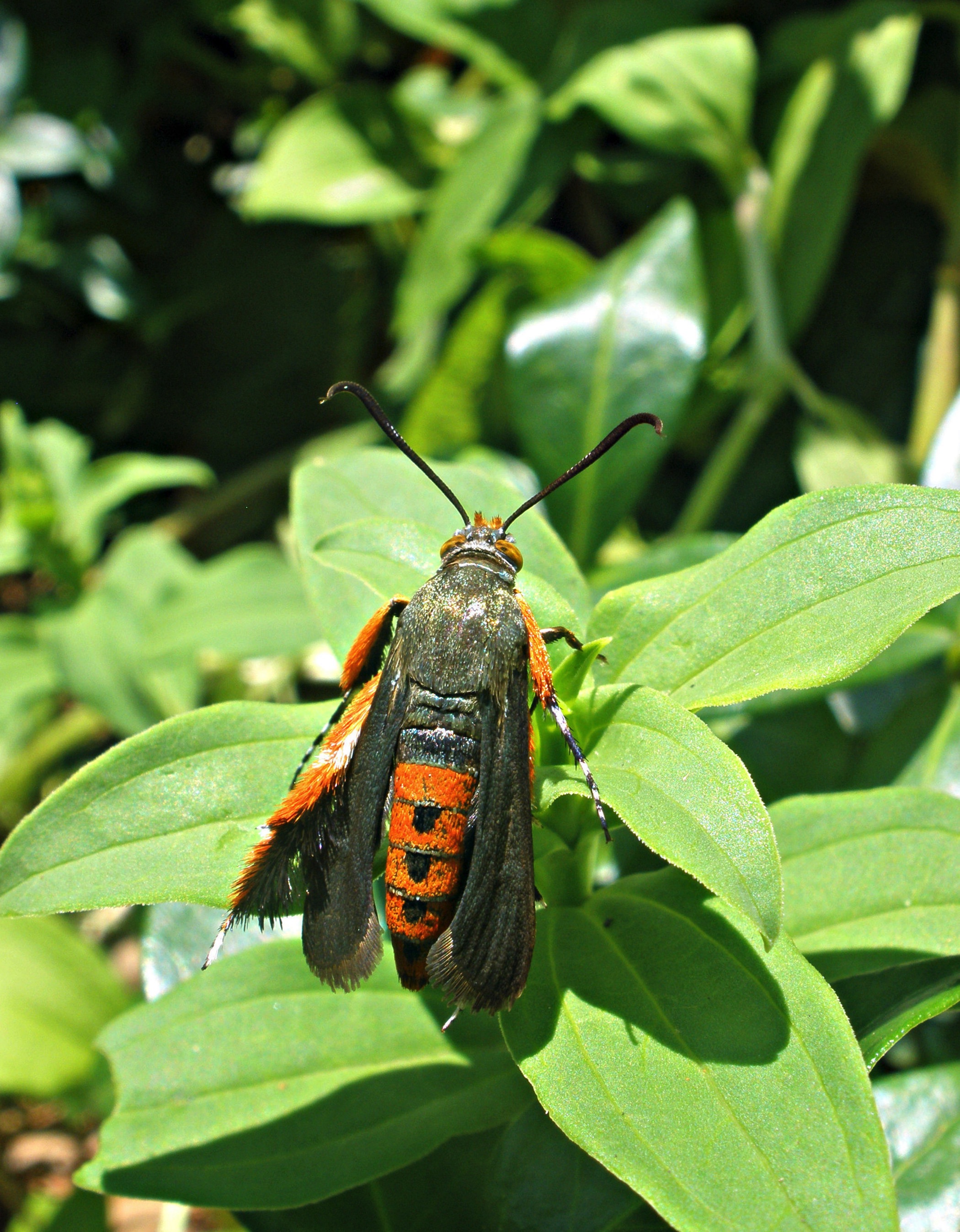 Squash bug